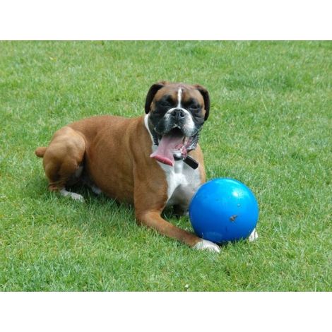 Boomer Ball M - 6" / 15cm niebieska - 4