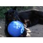 Boomer Ball L - 8" / 20cm niebieska - 6