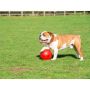 Boomer Ball XL - 10" / 25cm czerwona - 6