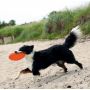 Trixie Frisbee Dysk z gumy TPR 22cm [TX-33506] - 4