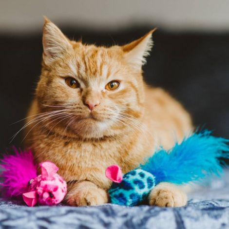 Dingo Zabawka dla kota - Kolorowe myszki 2szt różowa i niebieska - 2