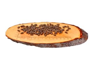 Carnilove Cat Salmon Sensitive & Long Hair - łosoś 400g - 2