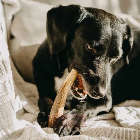 4DOGS Gryzak z poroża M hard - 7