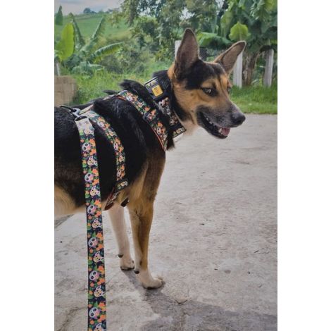 Dingo Obroża regulowana City - Chiapas 3,0cm/60cm - 3