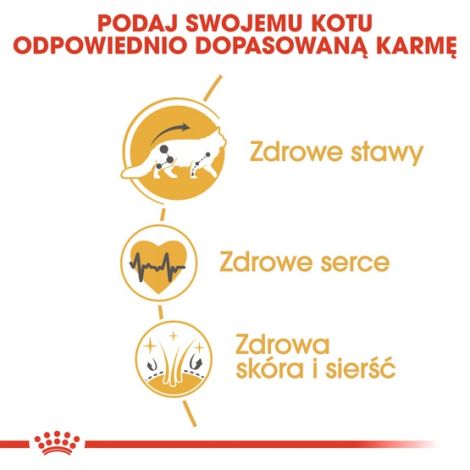 Royal Canin Maine Coon Adult karma sucha dla kotów dorosłych rasy maine coon 4kg - 4