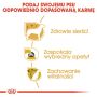 Royal Canin Yorkshire Terrier Adult karma sucha dla psów dorosłych rasy yorkshire terrier 3kg - 5