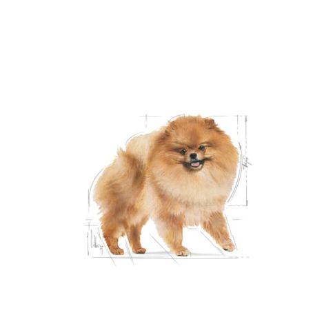 Royal Canin Pomeranian Adult karma mokra dla psów dorosłych rasy szpic miniaturowy, pasztet saszetka 85g - 5