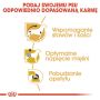 Royal Canin Dachshund karma mokra - pasztet, dla psów dorosłych rasy jamnik saszetka 85g - 5