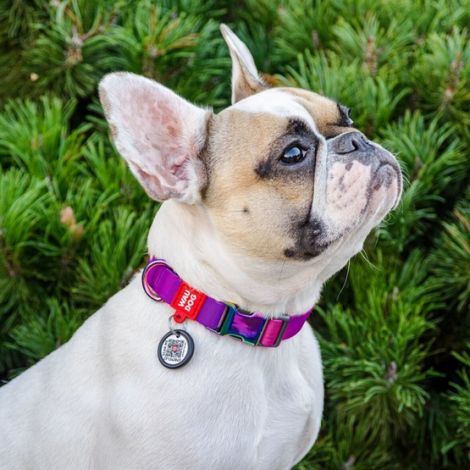 Collar WauDog Recycled Obroża nylonowa z QR-paszportem, gradient M 20mm/28-40cm fioletowy - 3