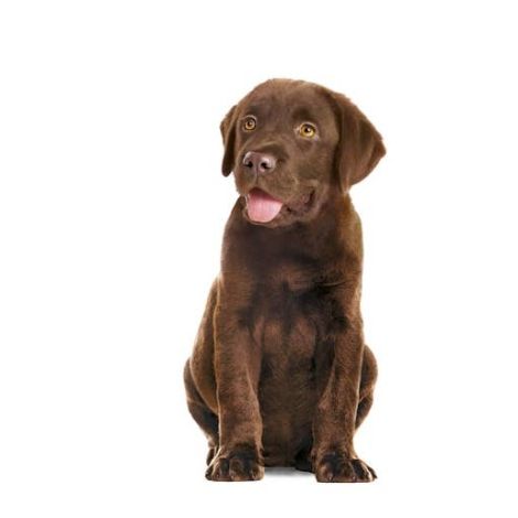 Royal Canin Immunity & Digestion Chews Puppy Supplements 100g - 6
