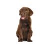 Royal Canin Immunity & Digestion Chews Puppy Supplements 100g - 6
