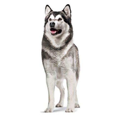 Royal Canin Joint & Ageing Chews Adult Supplements 240g - 6