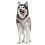 Royal Canin Joint & Ageing Chews Adult Supplements 240g - 6