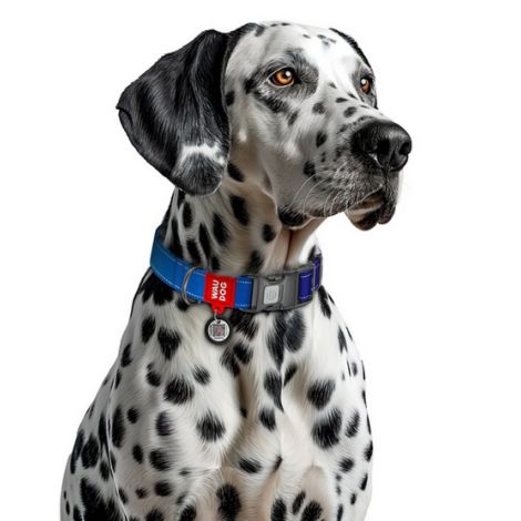 Collar WauDog Nylon Mono Obroża nylonowa odblaskowa z QR-paszportem, plastikowy fastex, L 25mm/33-49cm niebieska - 3